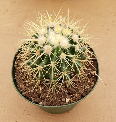 Golden Barrel Cactus